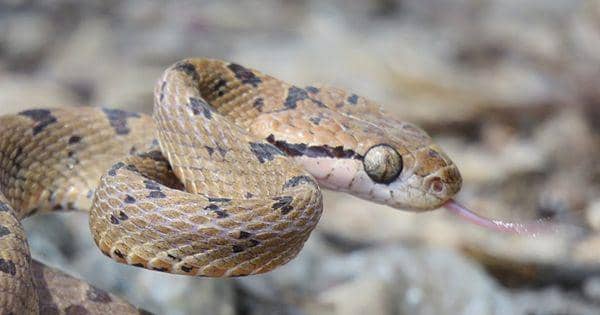 4 Hewan Paling Ditakuti di Kroasia, Ada yang Hidup di Pantai!