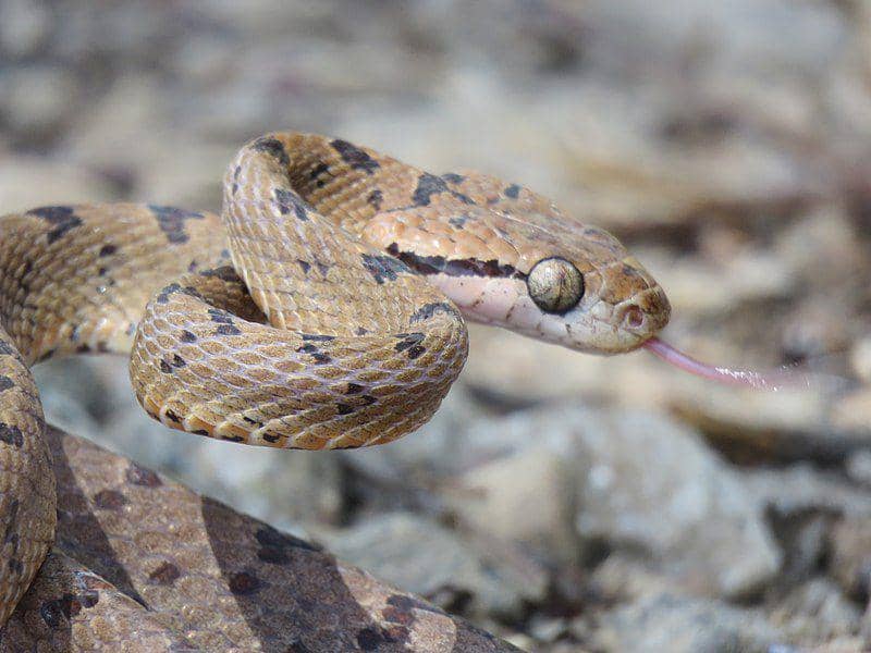 Cat snake (commons.wikimedia.org/Selvaganesh17)
