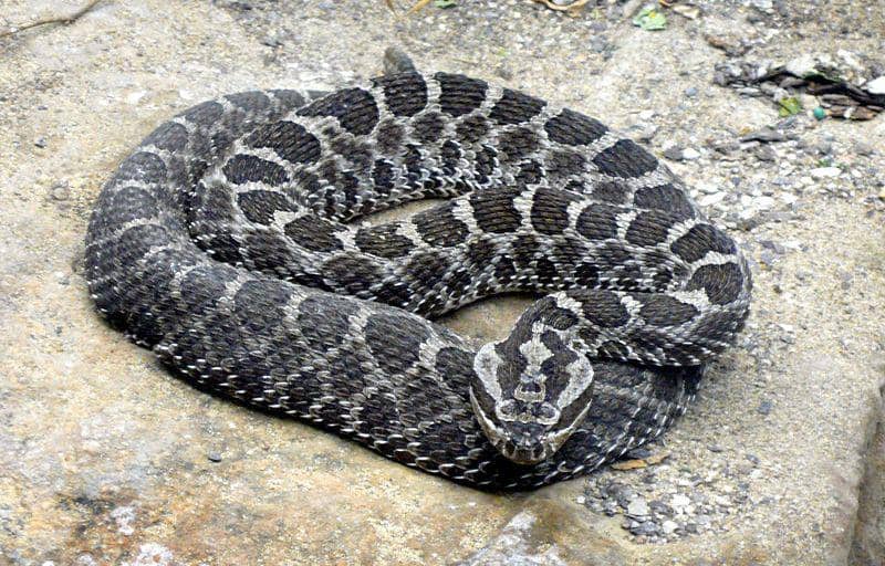 Eastern massasauga (commons.wikimedia.org/Tim Vickers)