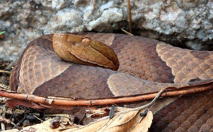 Copperhead (commons.wikimedia.org/Riley Stanton)