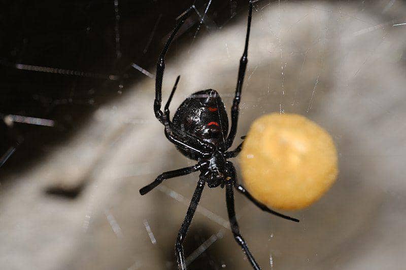 Black widow (commons.wikimedia.org/Tyler C.)
