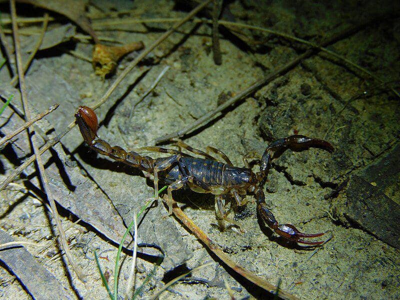 Wood scorpion (commons.wikimedia.org/George_Vaughan)
