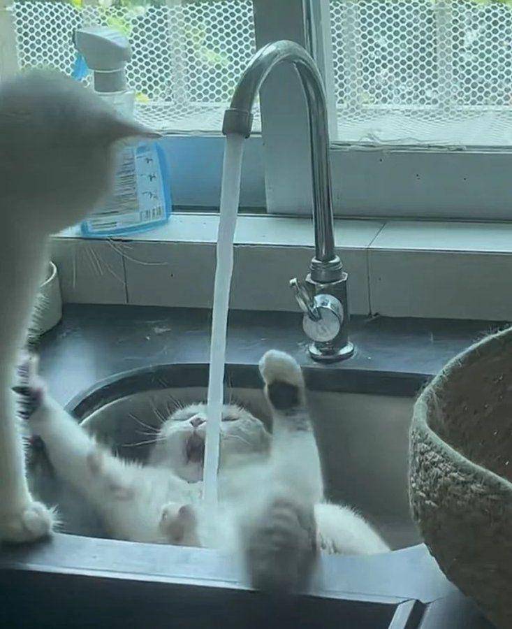 potret lucu kucing putih dramatis (twitter.com/catshouldnt)