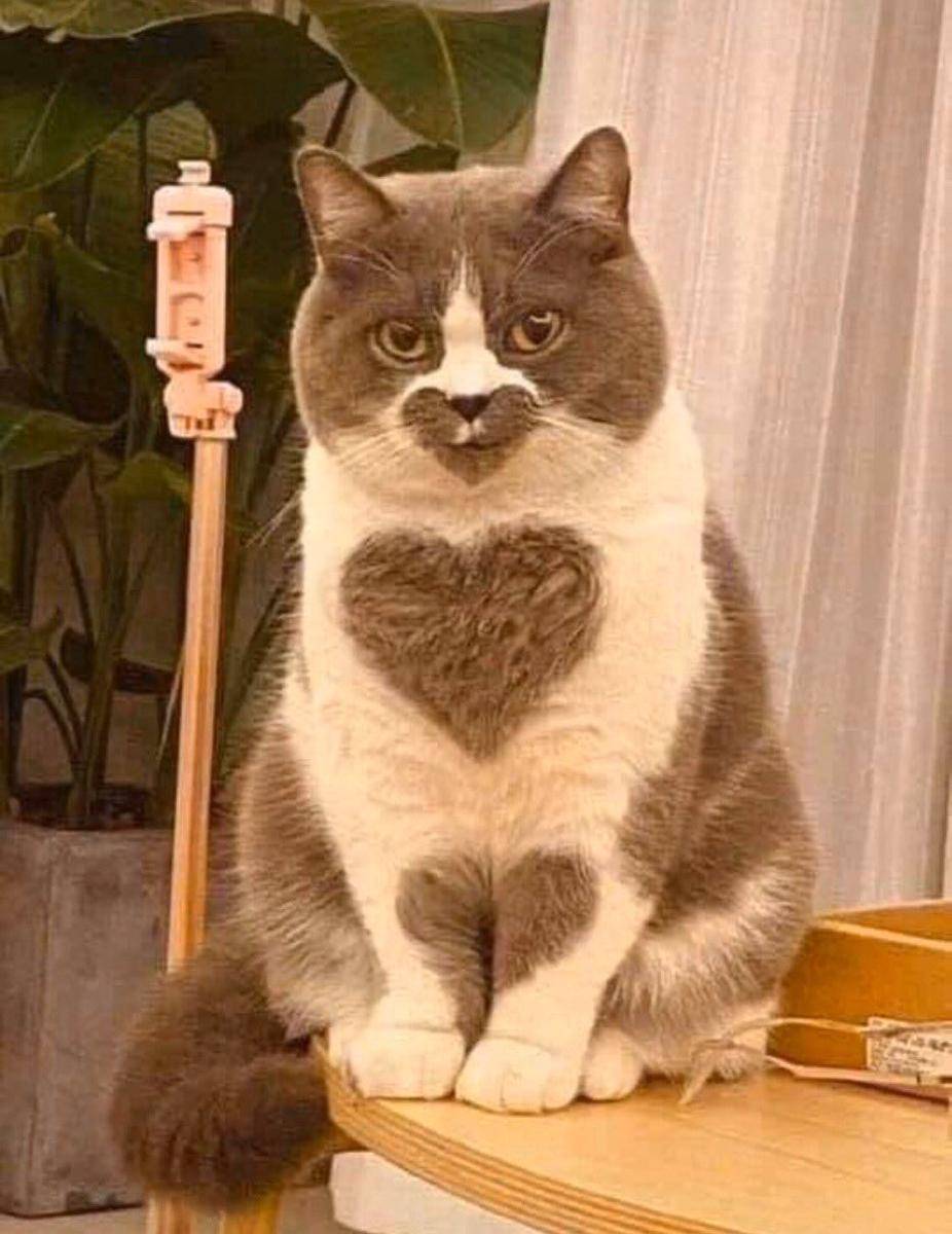 potret dada kucing dengan motif lucu (twitter.com/ShouldHaveCat)