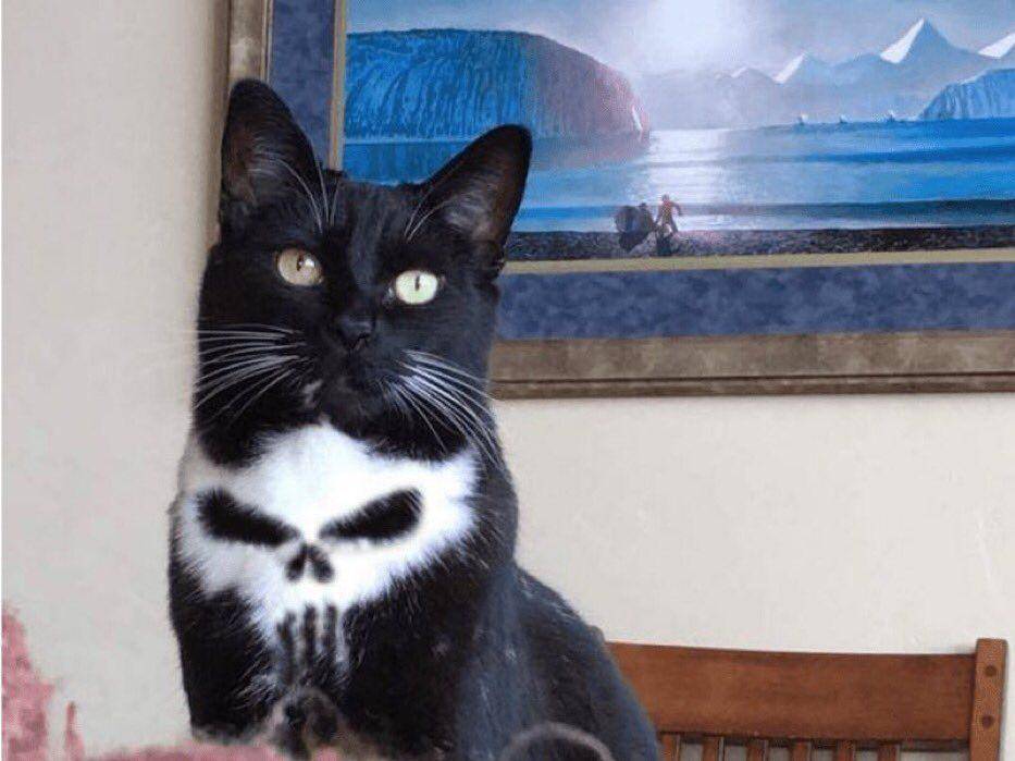 potret dada kucing dengan motif lucu (twitter.com/ShouldHaveCat)