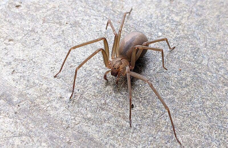 Brown recluse spider (commons.wikimedia.org/iamfindingplants)