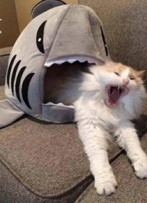 potret lucu kucing putih dramatis (reddit.com/catcurio)