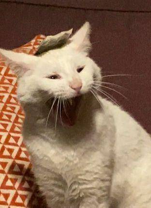 potret lucu kucing putih dramatis (reddit.com/AtomicCraze)