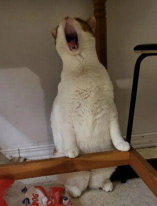 potret lucu kucing putih dramatis (reddit.com/Shangelatheblessed)