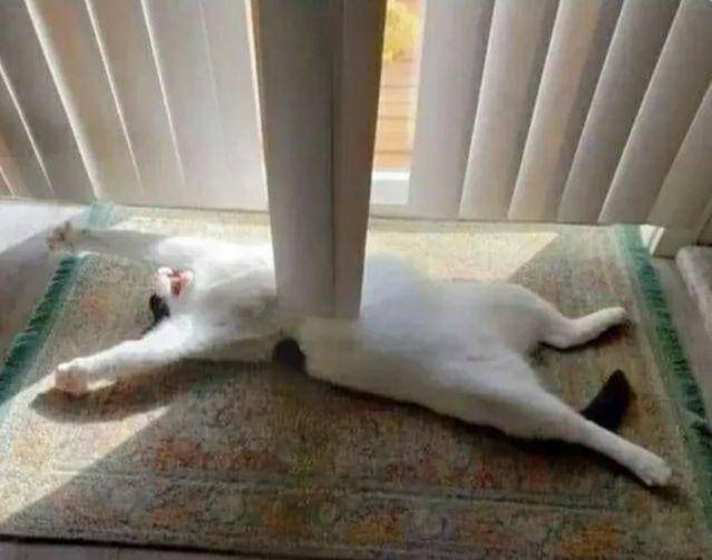 potret lucu kucing putih dramatis (reddit.com/goodiebenny)