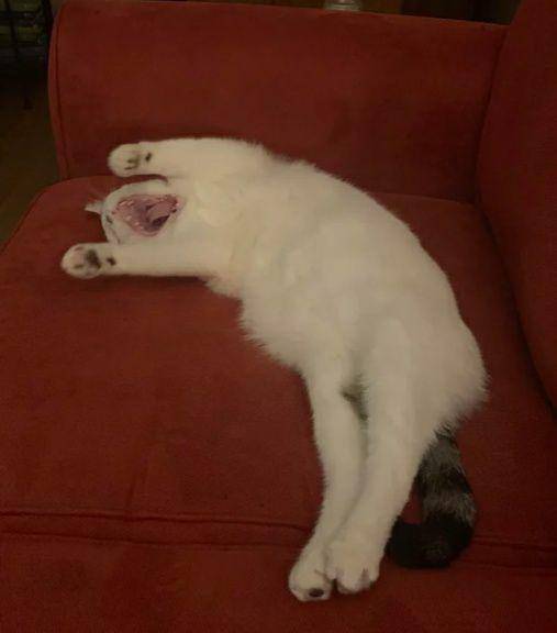 potret lucu kucing putih dramatis (reddit.com/justamie)