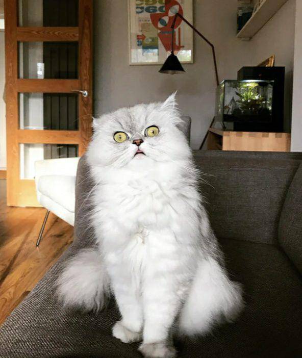 potret lucu kucing putih dramatis (reddit.com/FifiTrixieBell)