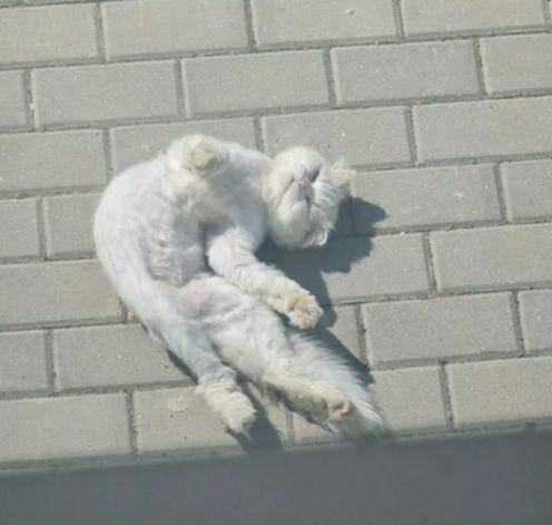 potret lucu kucing putih dramatis (reddit.com/AttilaTheHappyHun)
