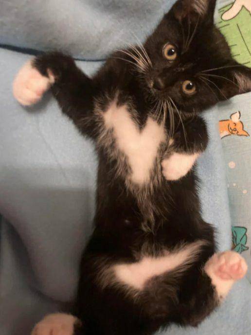 potret dada kucing dengan motif lucu (reddit.com/RyanDhillon)