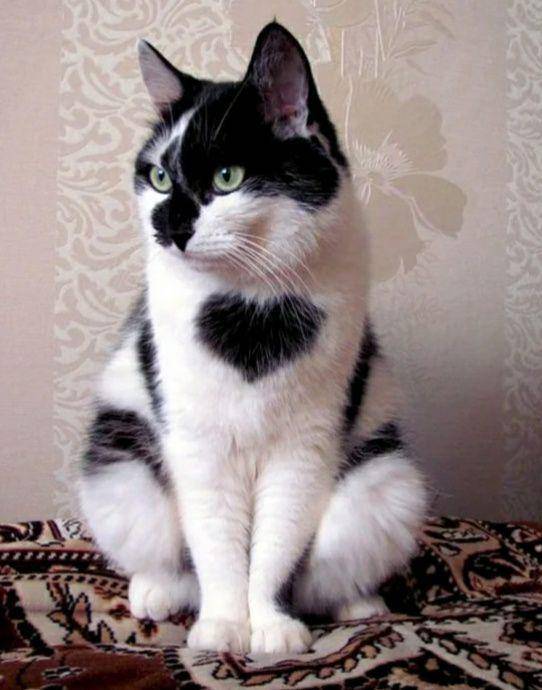 potret dada kucing dengan motif lucu (reddit.com/flaming_bird)