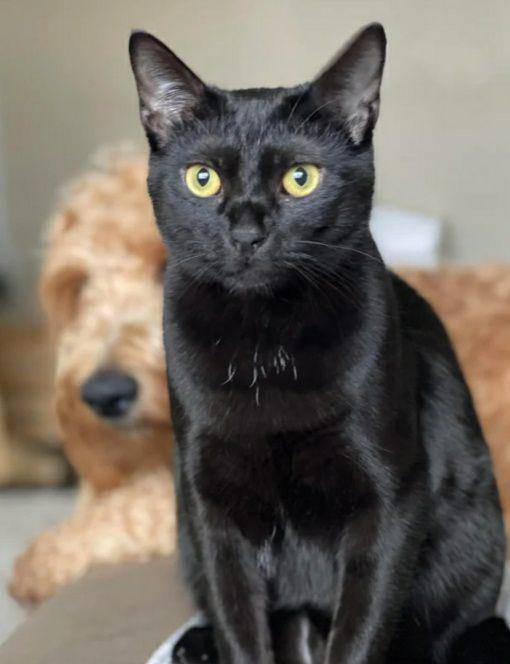 potret dada kucing dengan motif lucu (reddit.com/homesteader_)
