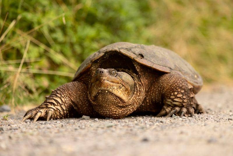 Snapping turtle (commons.wikimedia.org/Chuck Homler)