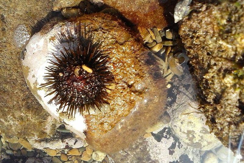 Sea urchin (commons.wikimedia.org/fotokoci)