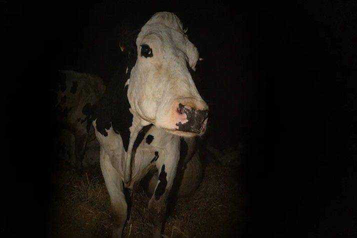Cow (dok. Festival de Cannes/Cow)