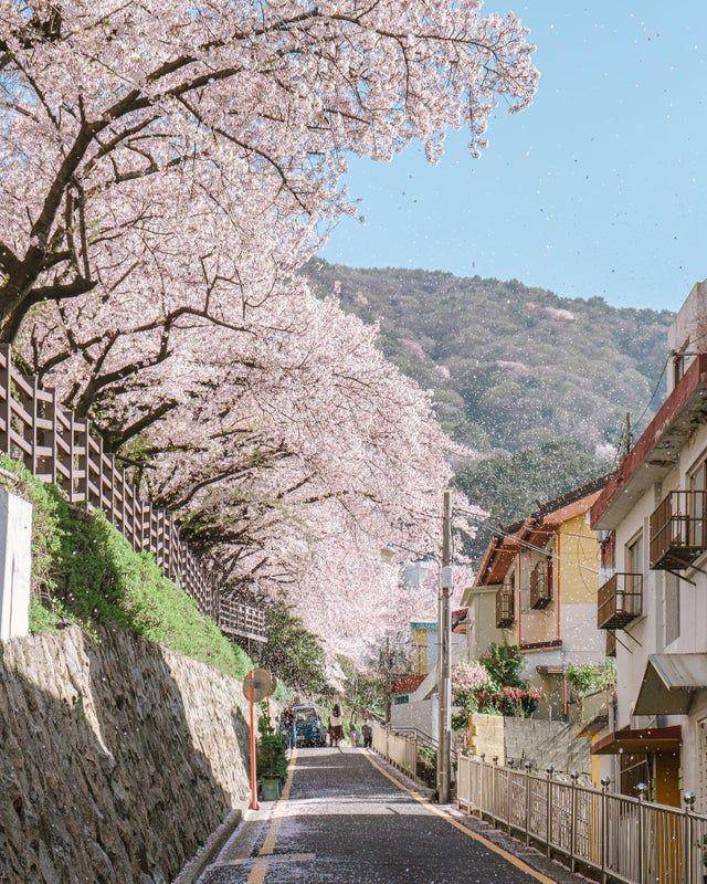 Potret sakura di Korea Selatan (twitter.com/magioliveira)
