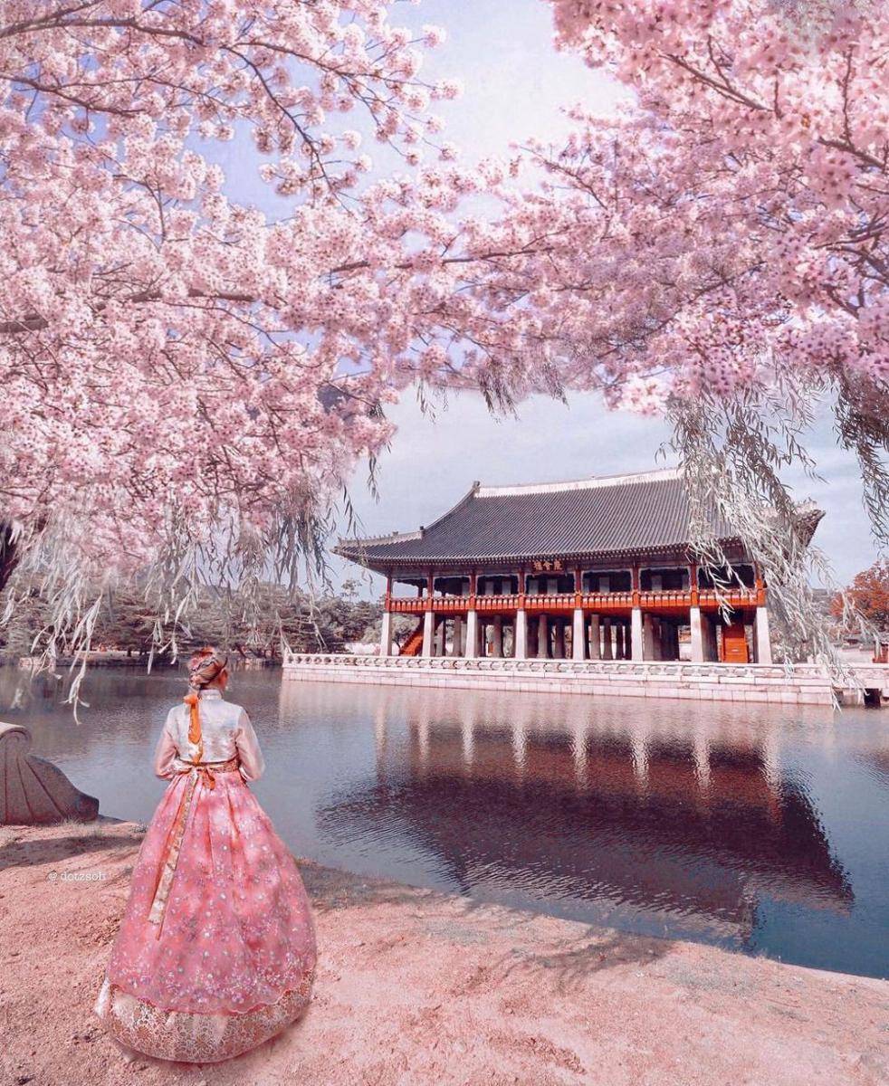 Potret sakura di Korea Selatan (twitter.com/JamesLucasIT)