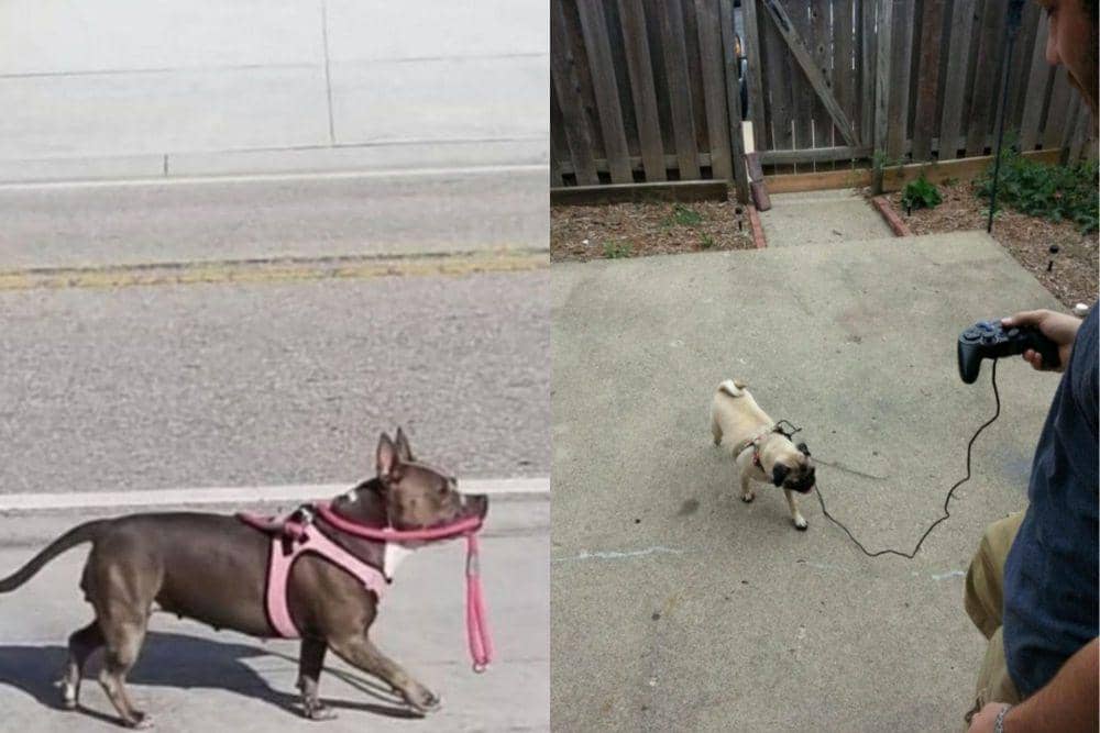 7 Potret Lucu Tali Anjing saat Darurat, Ada yang Bikin Gemas