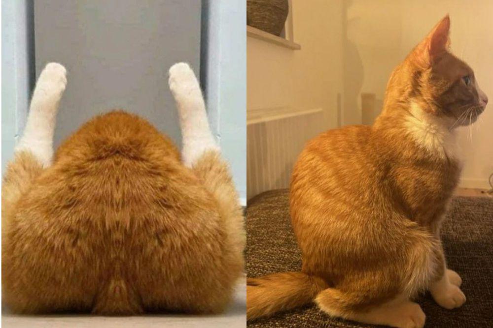 7 Aksi Lucu Kucing Oren Berkaki Putih, kayak Pakai Kaus Kaki!