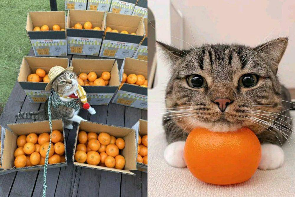 kolase potret lucu kucing dekat jeruk (reddit.com/m33gs | twitter.com/noncontextscats)