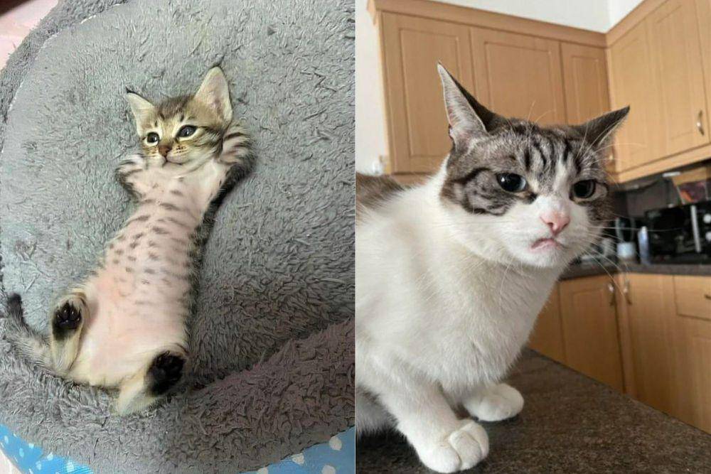 kolase potret kucing bak penguasa rumah (twitter.com/Catshealdeprsn | redmi.com/paulinemariex)
