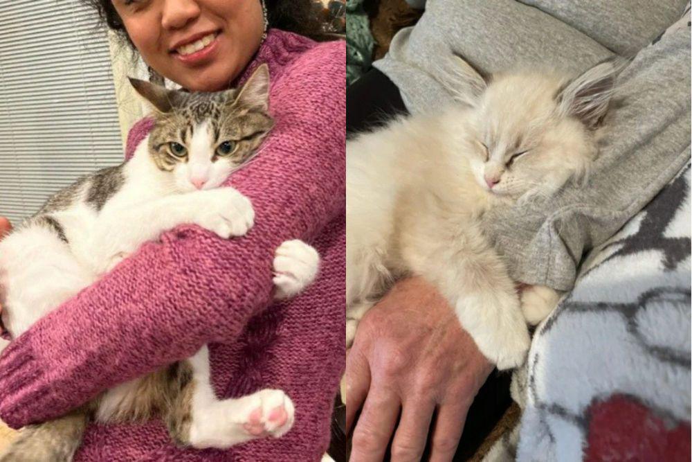 8 Foto Gemas Kucing Memegang Erat Lengan Hooman, Clingy Banget!