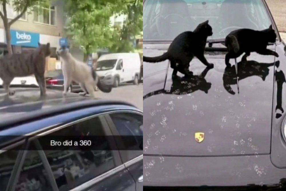 kolase potret dua kucing di bagian atas mobil (twitter.com/ShouldHaveCat | reddit.com/No_Communication866)