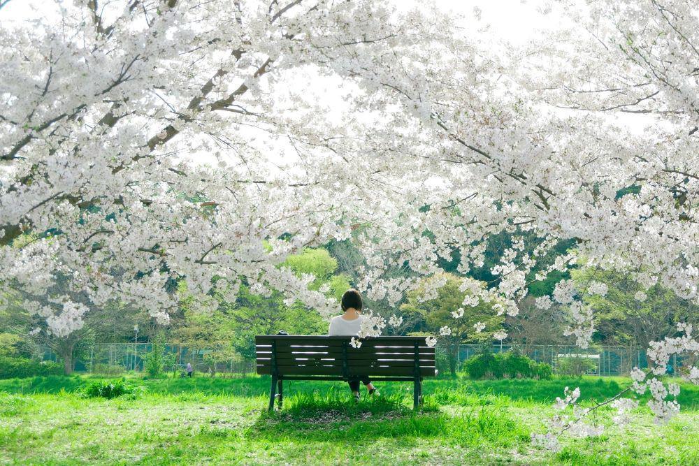 Jadwal dan Lokasi Terbaik Melihat Sakura di Korea Selatan