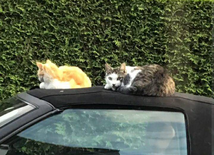 potret dua kucing di bagian atas mobil (reddit.com/PlaneBoyMemes)