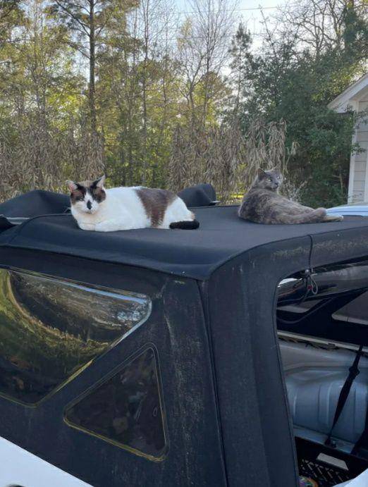 potret dua kucing di bagian atas mobil (reddit.com/diadoc1)