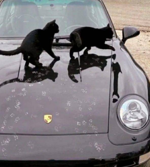 potret dua kucing di bagian atas mobil (reddit.com/No_Communication866)