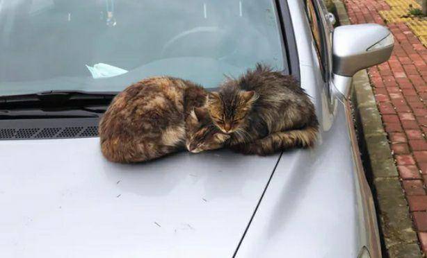 potret dua kucing di bagian atas mobil (reddit.com/Kerrofili)