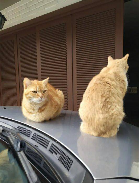potret dua kucing di bagian atas mobil (reddit.com/LucWK2)