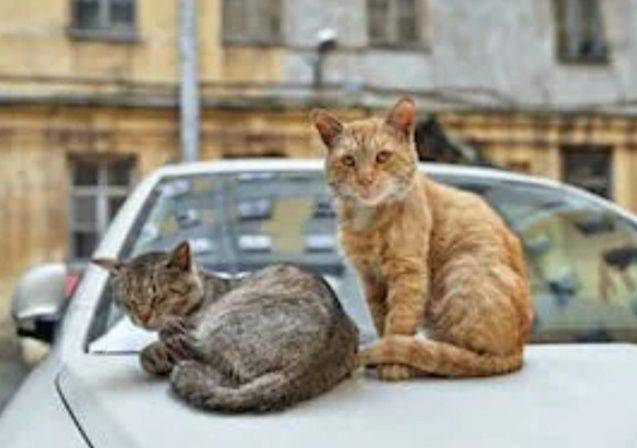potret dua kucing di bagian atas mobil (reddit.com/petscats-8673)