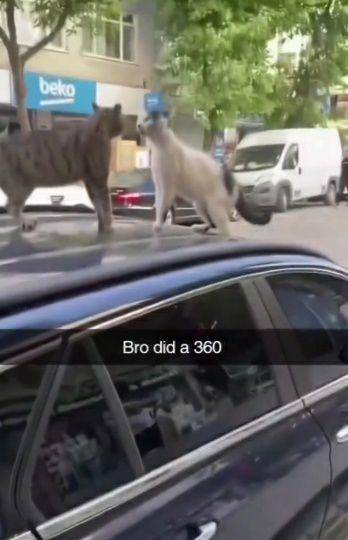 potret dua kucing di bagian atas mobil (twitter.com/ShouldHaveCat)