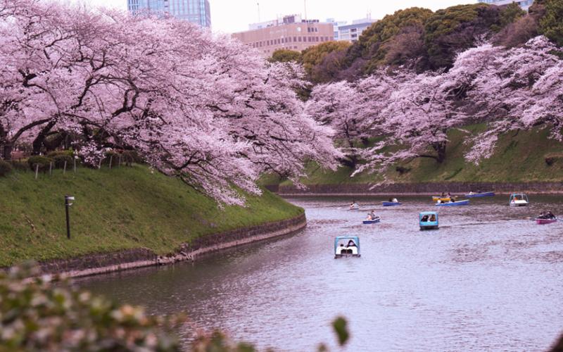 [QUIZ] Siapa Member JKT48 yang akan Menemani Kamu Melihat Sakura di Jepang?