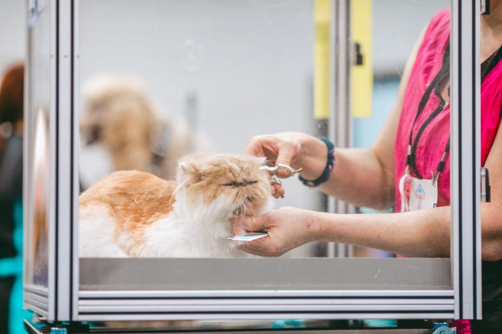 4 Alasan Mengapa Kucing Tidak Suka Air, Bukan Sekadar Manja!
