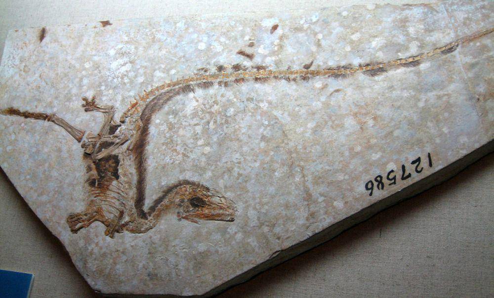 Fosil Sinosauropteryx, salah satu dinosaurus yang warnanya sudah diketahui (en.wikipedia.org/Sam / Olai Ose / Skjaervoy)