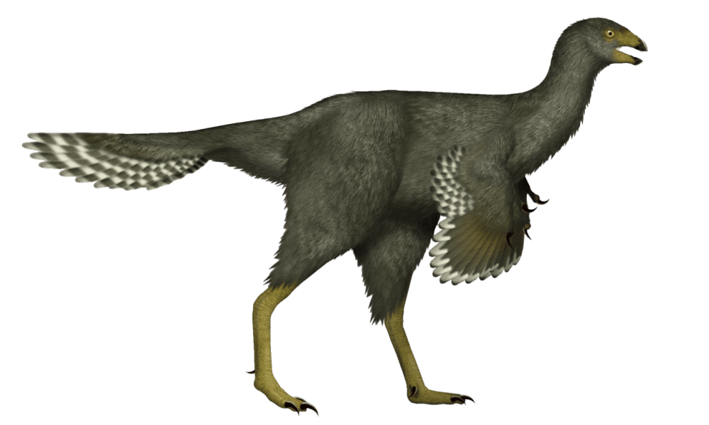 Ilustrasi Caudipteryx (commons.wikimedia.org/UnexpectedDinoLesson)