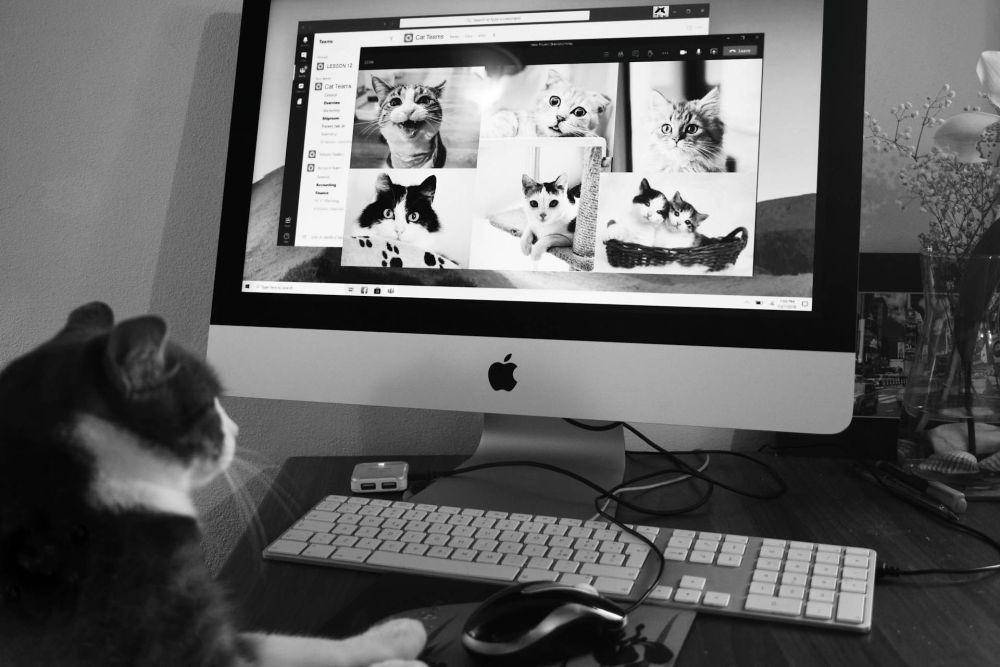 ilustrasi kucing bermain komputer (unsplash.com/Chris Barbalis)