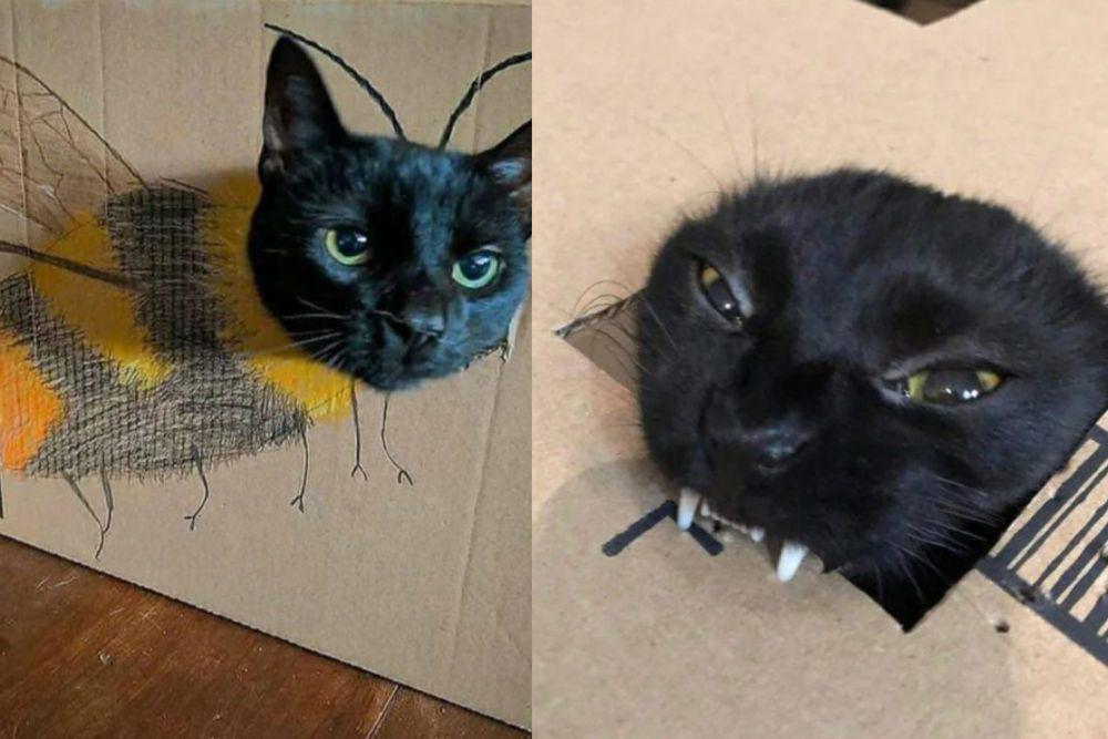 7 Potret Kepala Kucing Nongol di Kardus, Cosplay Lebah hingga Drakula