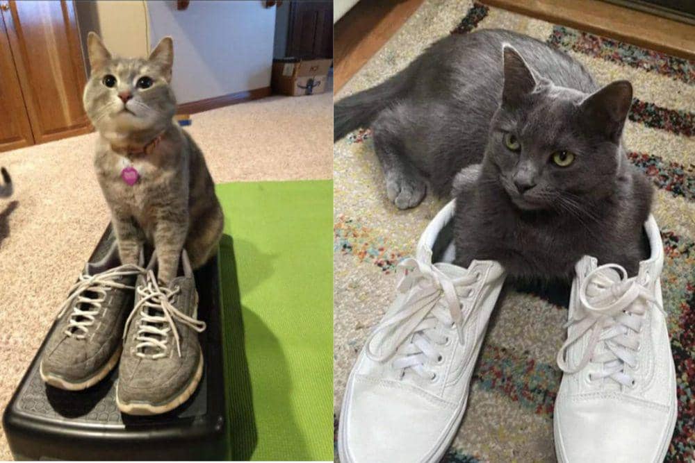 8 Foto Kucing Masukin Kaki ke Sepatu Hooman, Kegedean!