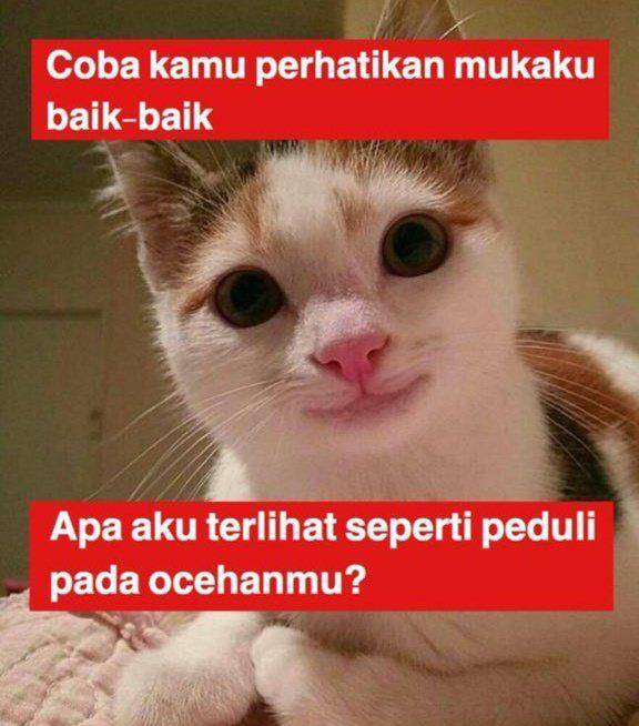 meme kucing senyum (twiiter.com/milkyourdays)