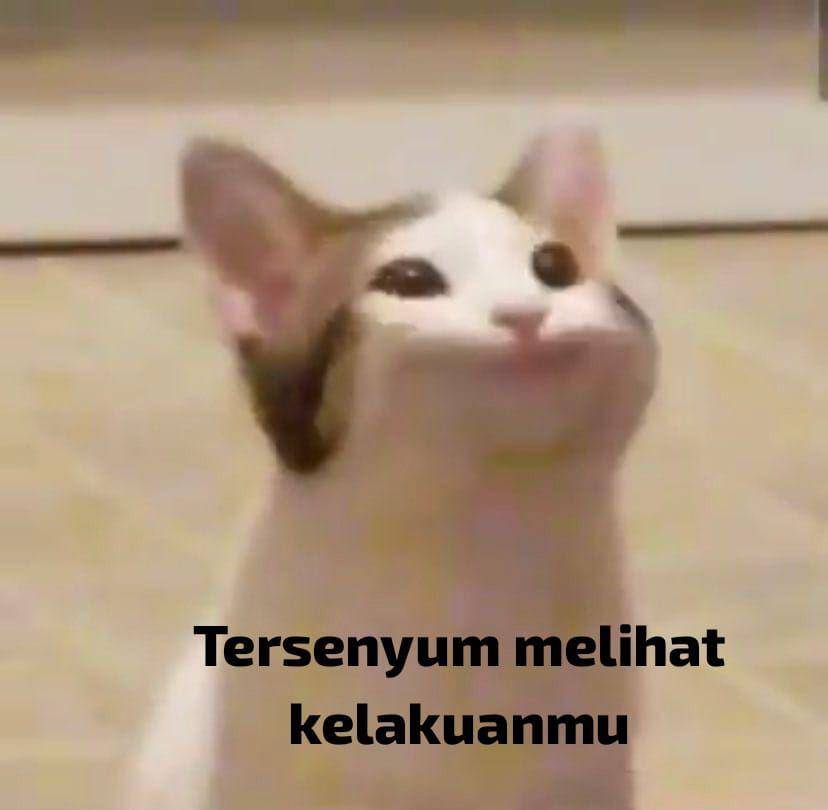 meme kucing senyum (IDN Times/Ana Widiawati)