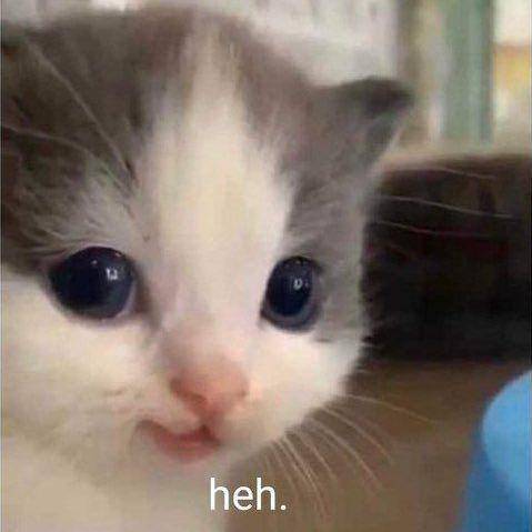 meme kucing senyum (twitter.com/milkyourdays)