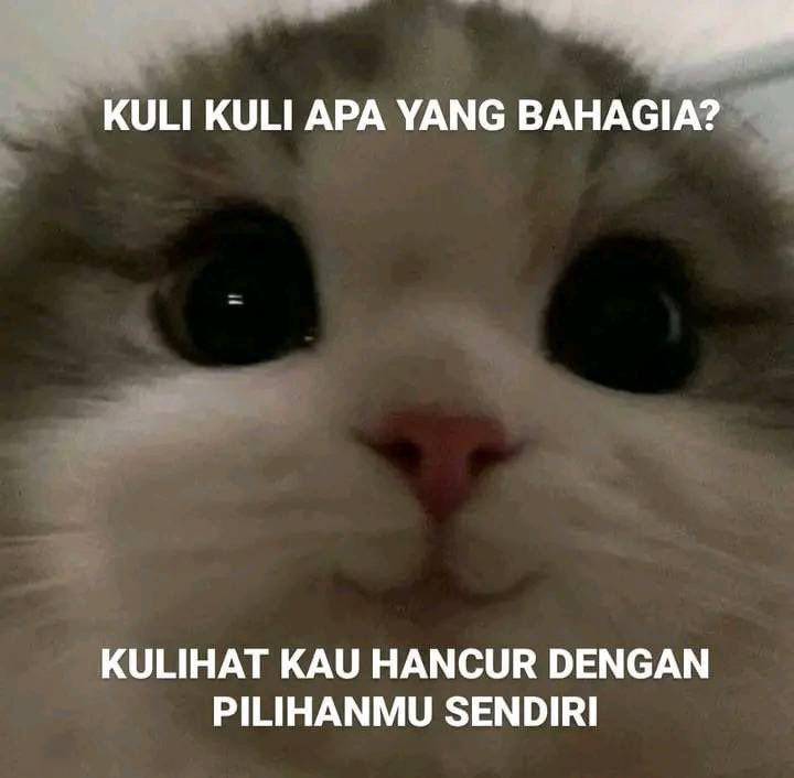 meme kucing senyum (twitter.com/Ebudiman12)